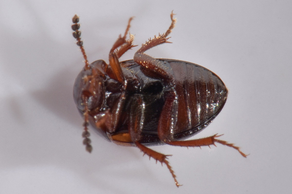 Leiodidae: Leiodes calcarata (Erichson, 1845) (cf)